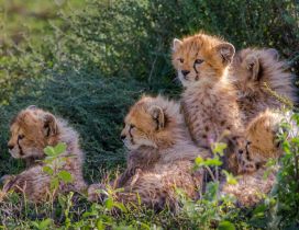 Many sweet cheetahs cubs - Wild Animals wallpaper