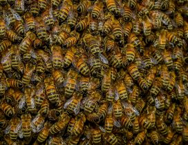 A swarm of bees - HD insects wallpaper