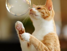 A sweet yellow cat playing with a white bubble