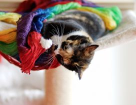 A sweet cat plays with a colored material