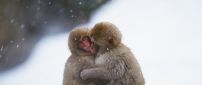 Embrace between two monkeys in a cold day
