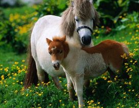 A big white horse and a foal in the grass