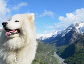 Beautiful white dog in mountains - Fluffy dog