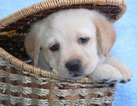 Cute white Labrador puppy in a basket