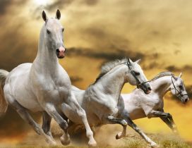 Three beautiful white horses running