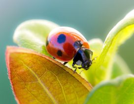 Cute red ladybug on green leaves