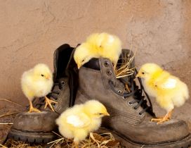 Four little yellow chickens on brown shoes