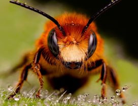 A big bee in the grass with dew drops - Insect wallpaper
