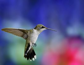 Super Colibri bird in flight - Bird wallpaper