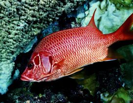 Beautiful red fish wallpaper - Interesting fish