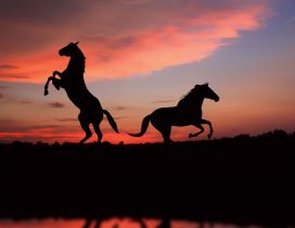 Two horses in the shade in sunset