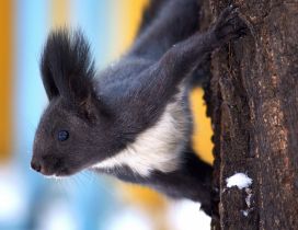 Cute black and white squirrel on a tree