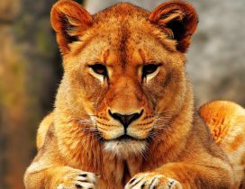 Seriously lion female - Wild animal wallpaper