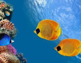 Beautiful colorful fish in the Siam Bay Thailand