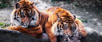 Two beautiful tigers on a big stone - Wild animals