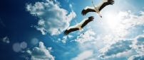 Two gorgeous storks flies on the blue sky