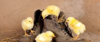 Four little yellow chickens on brown shoes