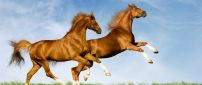 Two amazing horses running on the green field