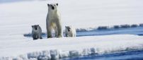 Polar bear with two puppies on ice