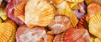 Colorful shells in a painting - Shells texture