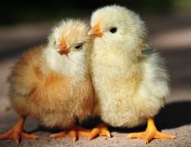 Two cute little chickens - Animals wallpaper