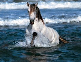 A gorgeous white and brown horse in water