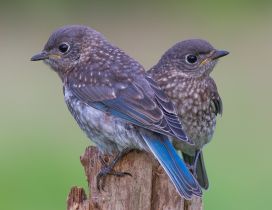 Two beautiful little birds with blue wings