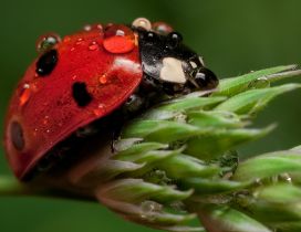 A red ladybug with many water drops on a flower