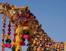 Decorated camel with many colors