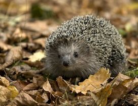 Little hedgehog between the dry leaves on grass