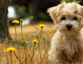 A sweet fluffy puppy between yellow flowers
