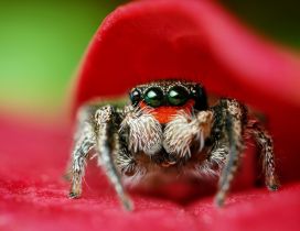 Macro spider on a red petal - HD wallpaper