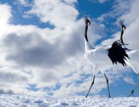 Two white and black winter birds on snow