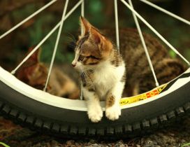 A cute kitty between the spokes of a bicycle wheel