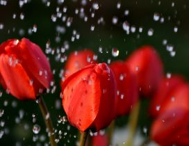 Beautiful red tulips in the rain - HD Rain drops
