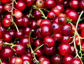 Many red currant - HD fruits wallpaper