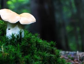 White mushroom in the green grass