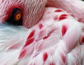 White and red flamingo bird