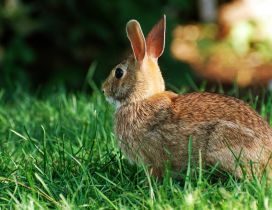 Brown hare in the green grass - Wild animal
