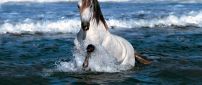 A gorgeous white and brown horse in water