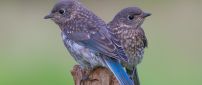 Two beautiful little birds with blue wings
