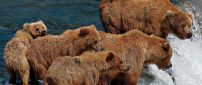 Brown bears family in a river - Wild animals