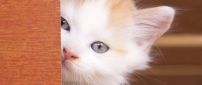 Sweet white kitty - Beautiful kitty eyes