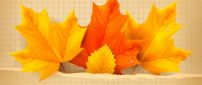 Three yellow and orange leaves - Autumn time