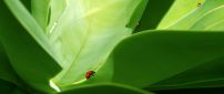 Red ladybugs on the big green leaves