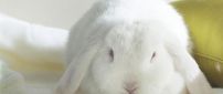 Cute white bunny - The clean animal