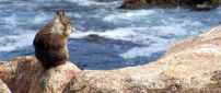 A squirrel on rocks on the shore of water