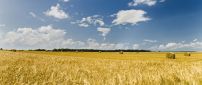 Wheat field in autumn - HD wallpaper
