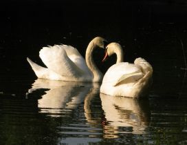 Two swans on the lake in the sunlight