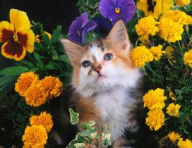 Sweet cat between flowers in a garden